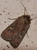 Xestia xanthographa